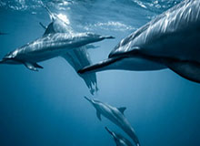 九游会登录入口-苏宁晋级决赛期待最难挑战 奥拉罗尤忧心三大伤员